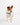 Dog Park Dog Collar - 3 Sizes