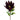 Leucadendron 57cm