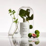 Hand Lotion - White Tea & Wild Mint
