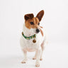 Dog Park Dog Collar - 3 Sizes