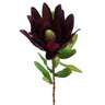Leucadendron 57cm